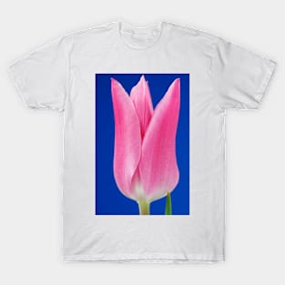 Tulipa  &#39;China Pink&#39;  AGM   Lily-flowered Group  Tulip T-Shirt